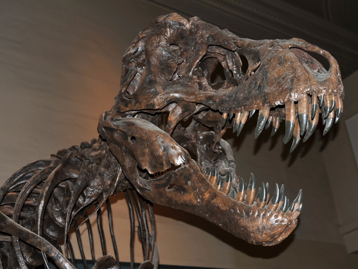 The Fossilized remains of Tyrannosaurus rex skeleton