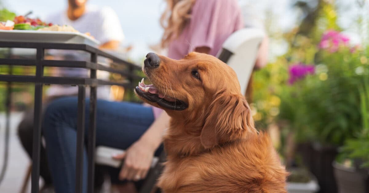 Friends enjoying lunch with their dog