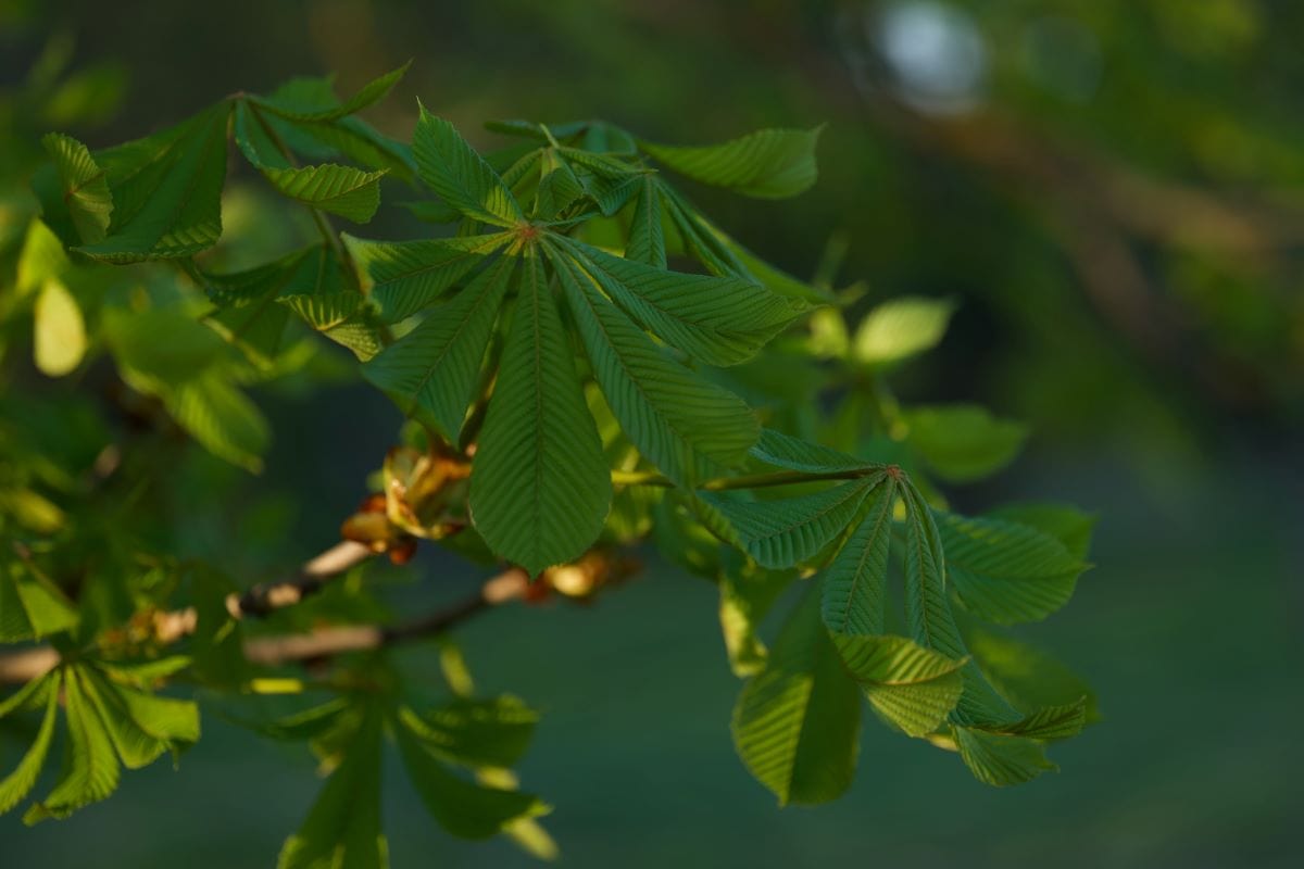 leaves on a buckeye tree