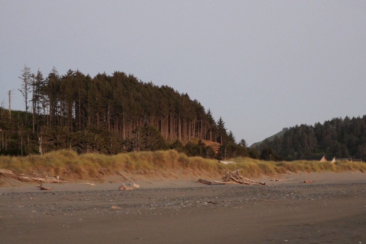 gold beach with trees