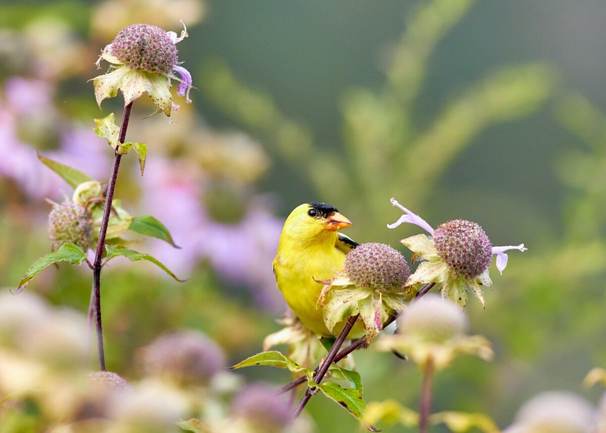 A yellow bird on a plant
