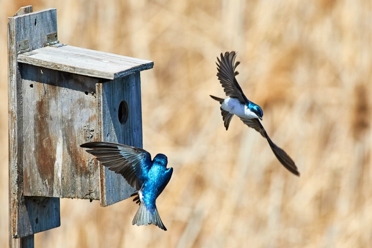 Two birds at a birdhouse