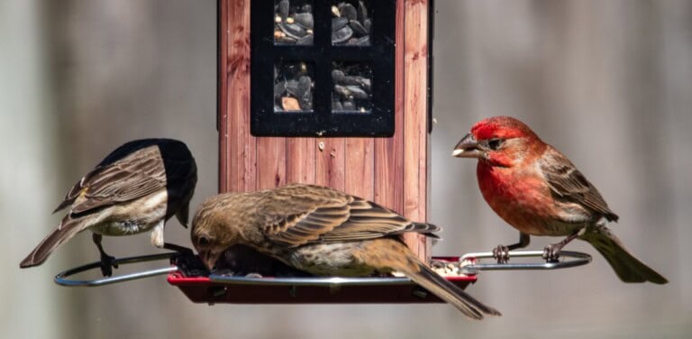 Birds feeding
