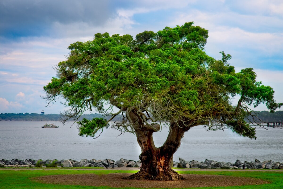 st simons island tree near the water
