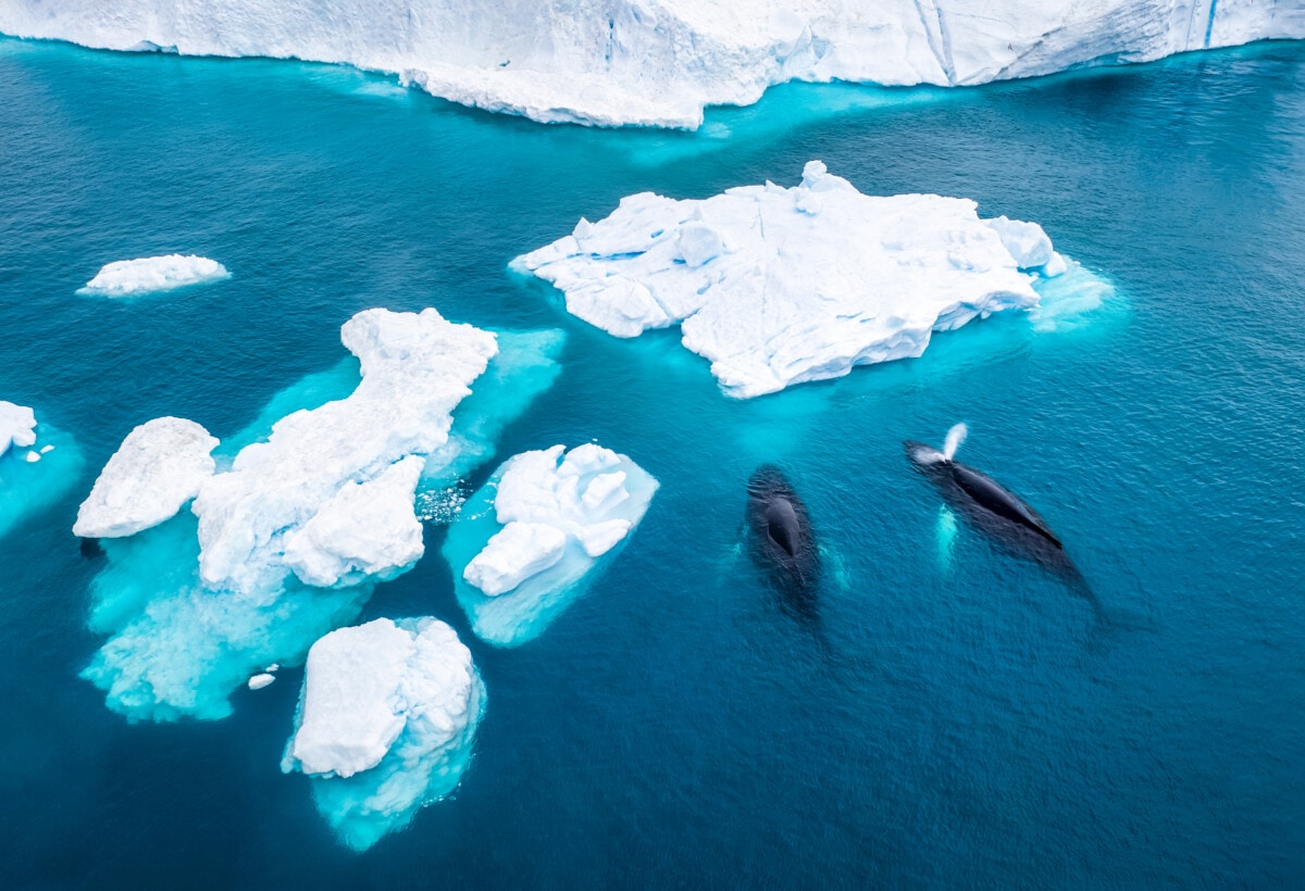 Aerial view of two Humpback whales (Megaptera novaeangliae) spouting and eating in front of an Iceberg at Ilulissat Icefjord, Affected by climate change and global warming