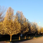 residential street with trees in lubbock texas