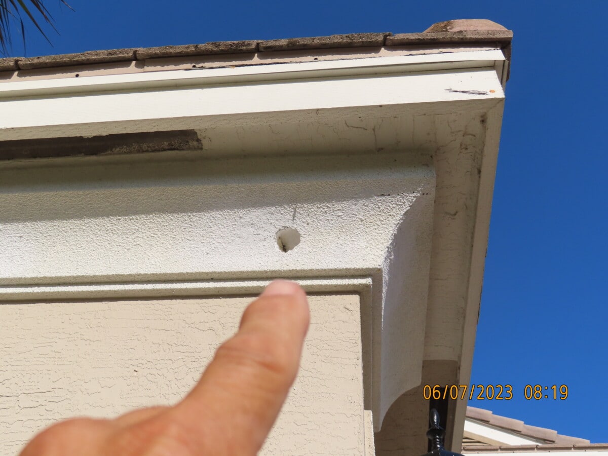pest ruining the exterior of a house