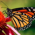 A monarch butterfly on a red flower
