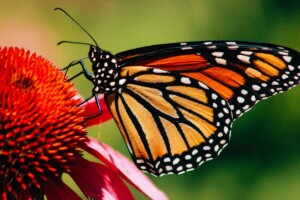 A monarch butterfly on a red flower