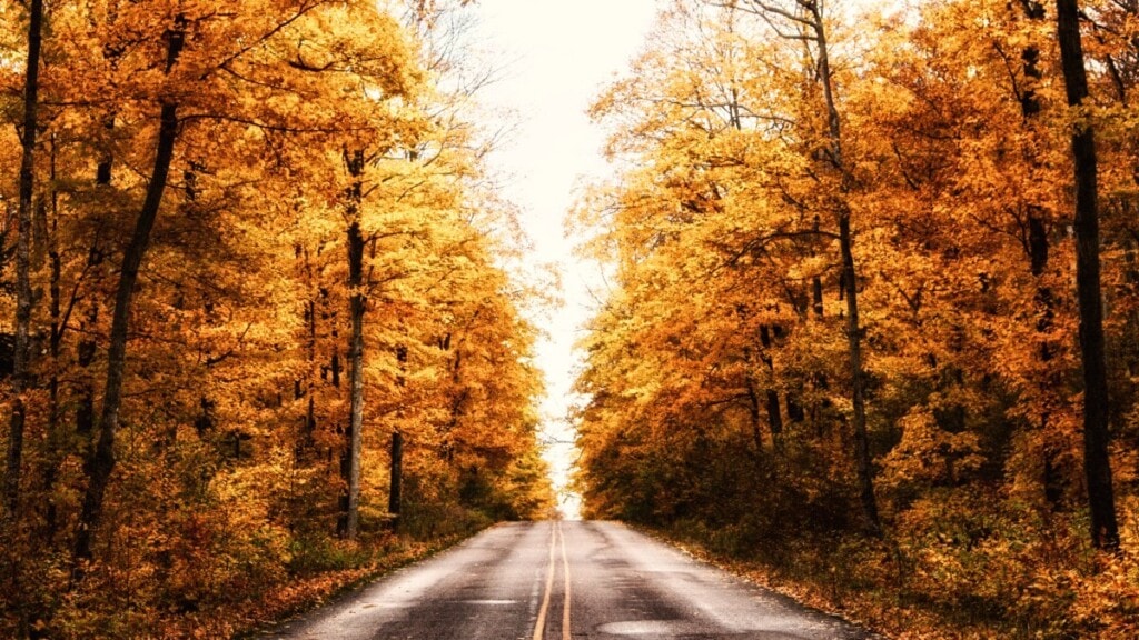 road with autumn trees in michigan
