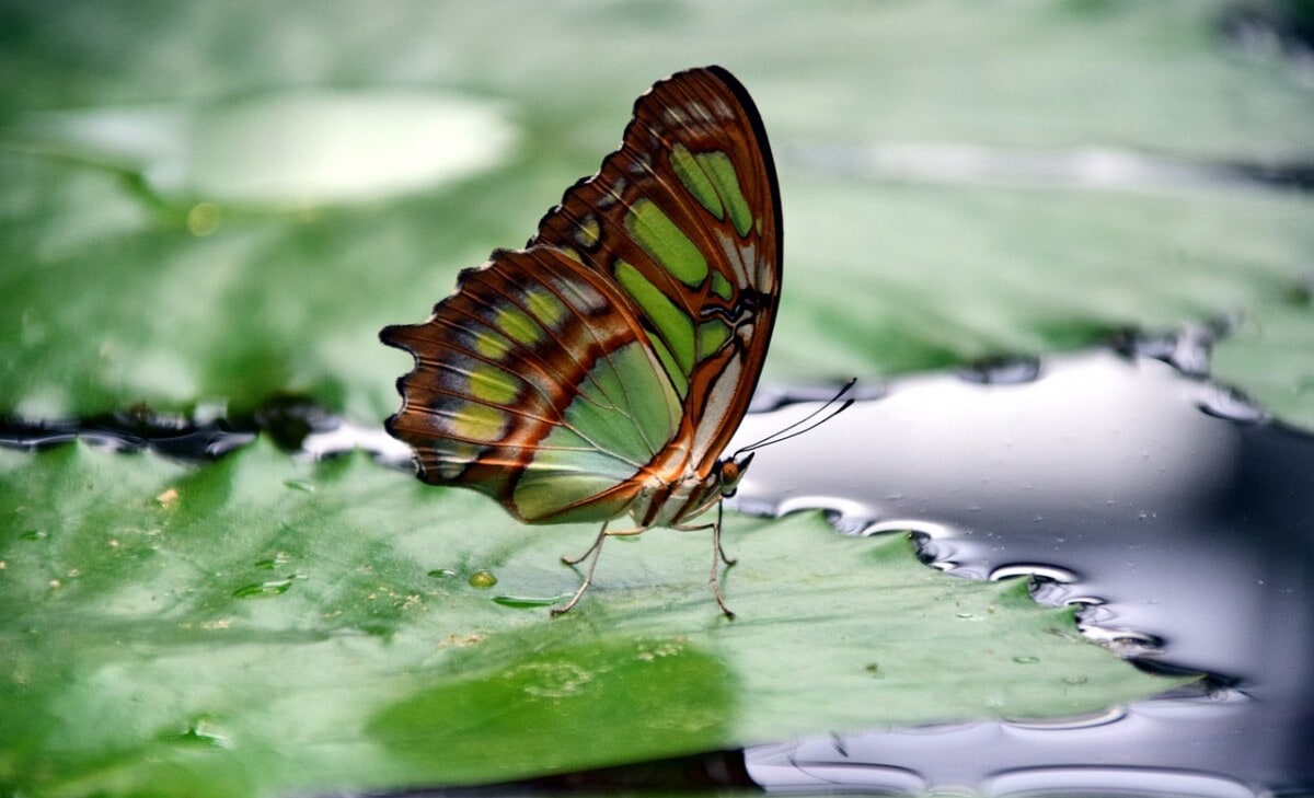 Butterfly on water