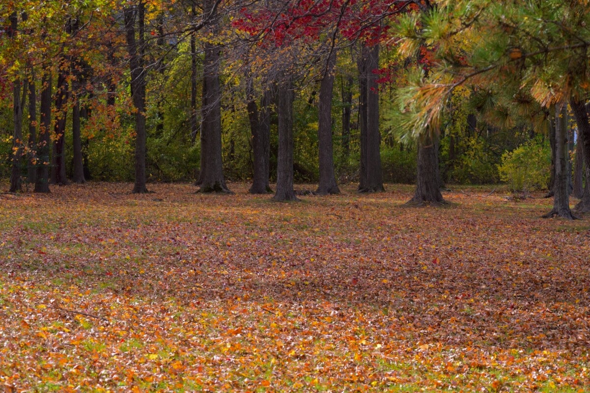 park in delaware with autumn leaves