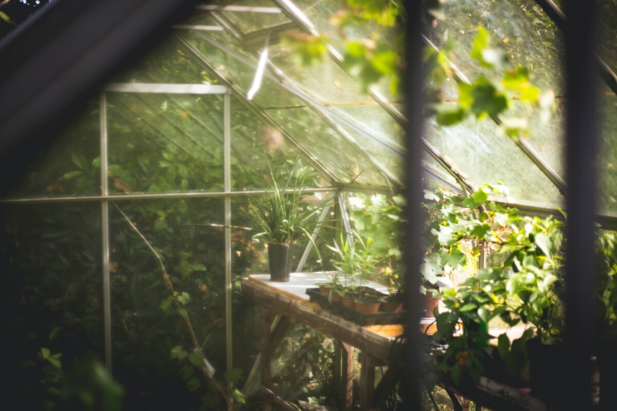 Light shining through a greenhouse