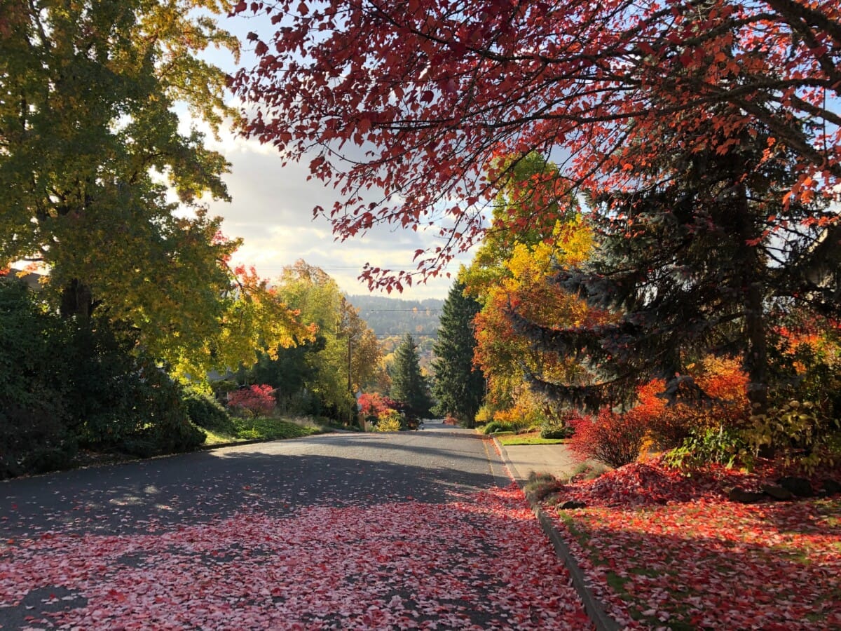 Eugene, Oregon trees