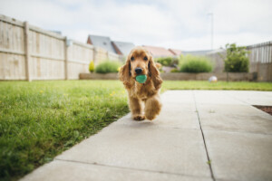 A front-view shot of a cute fluffy cocker spaniel dog playing in the garden, he is walking across the grass and holding a small ball in his mouth.