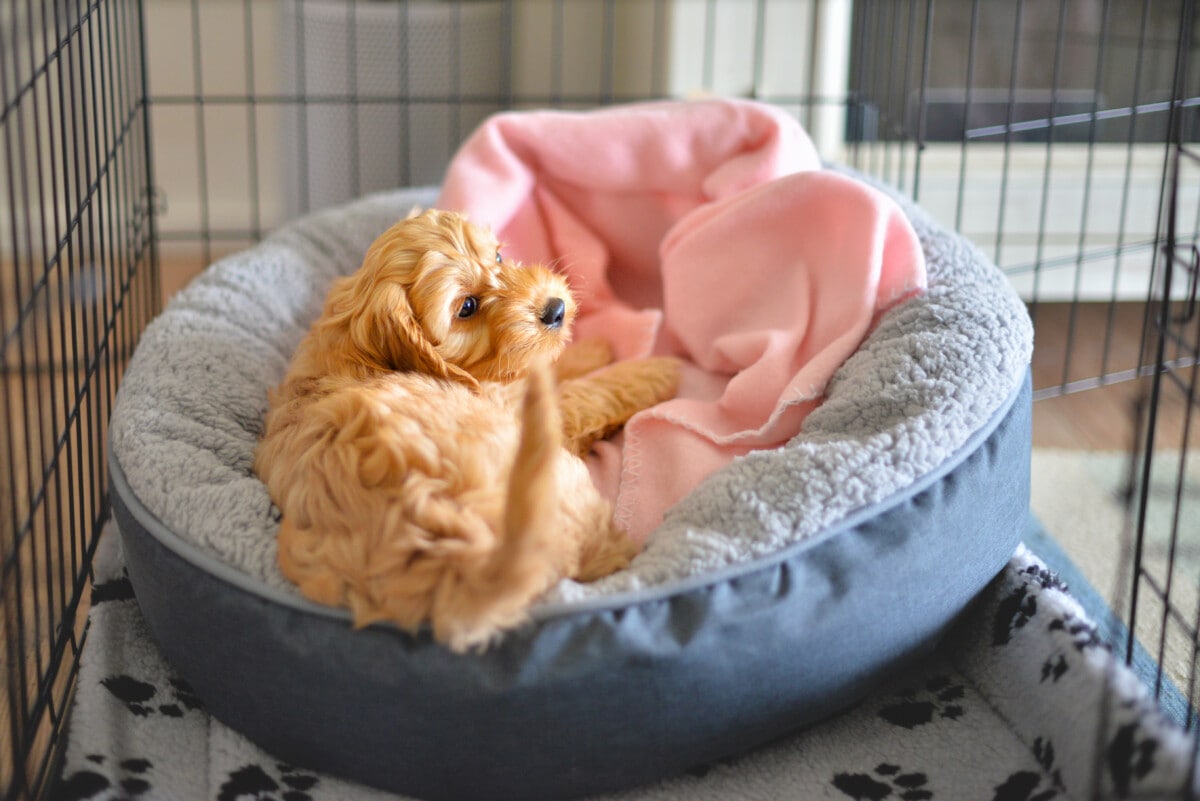 Cockapoo or Spoodle puppy crate training