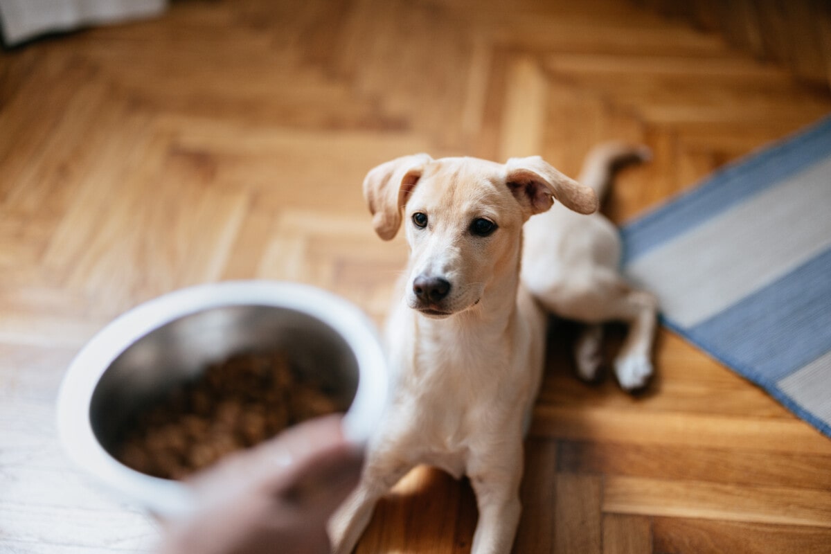 High angle view of an anonymous woman feeding puppy with a bowl with pet food at home.