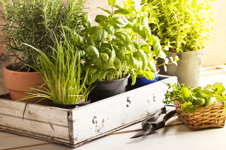 mixed herbs such as basil, chives and rosemary in pots in a wooden tray, gardening tool lying on wooden table