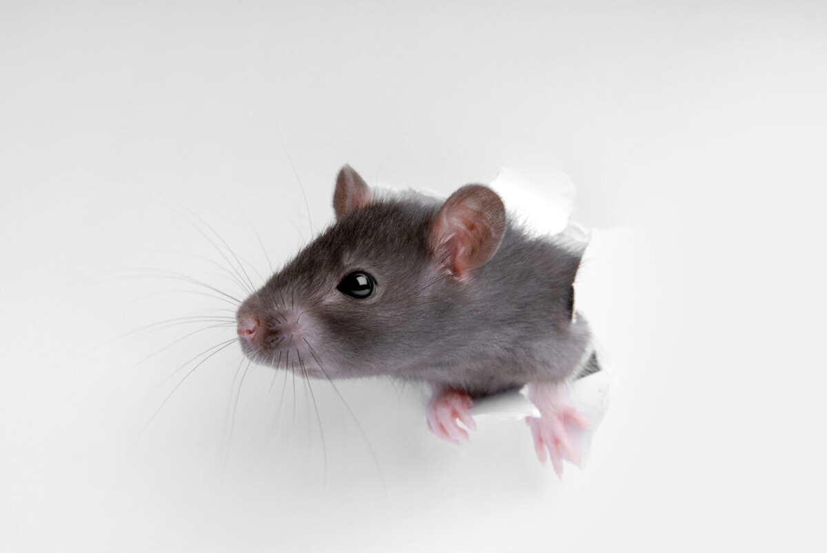 5 Rodent Facts You Need From Your Rodent Removal Service In Frisco
