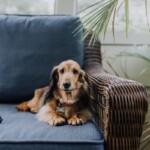 A dog on a couch