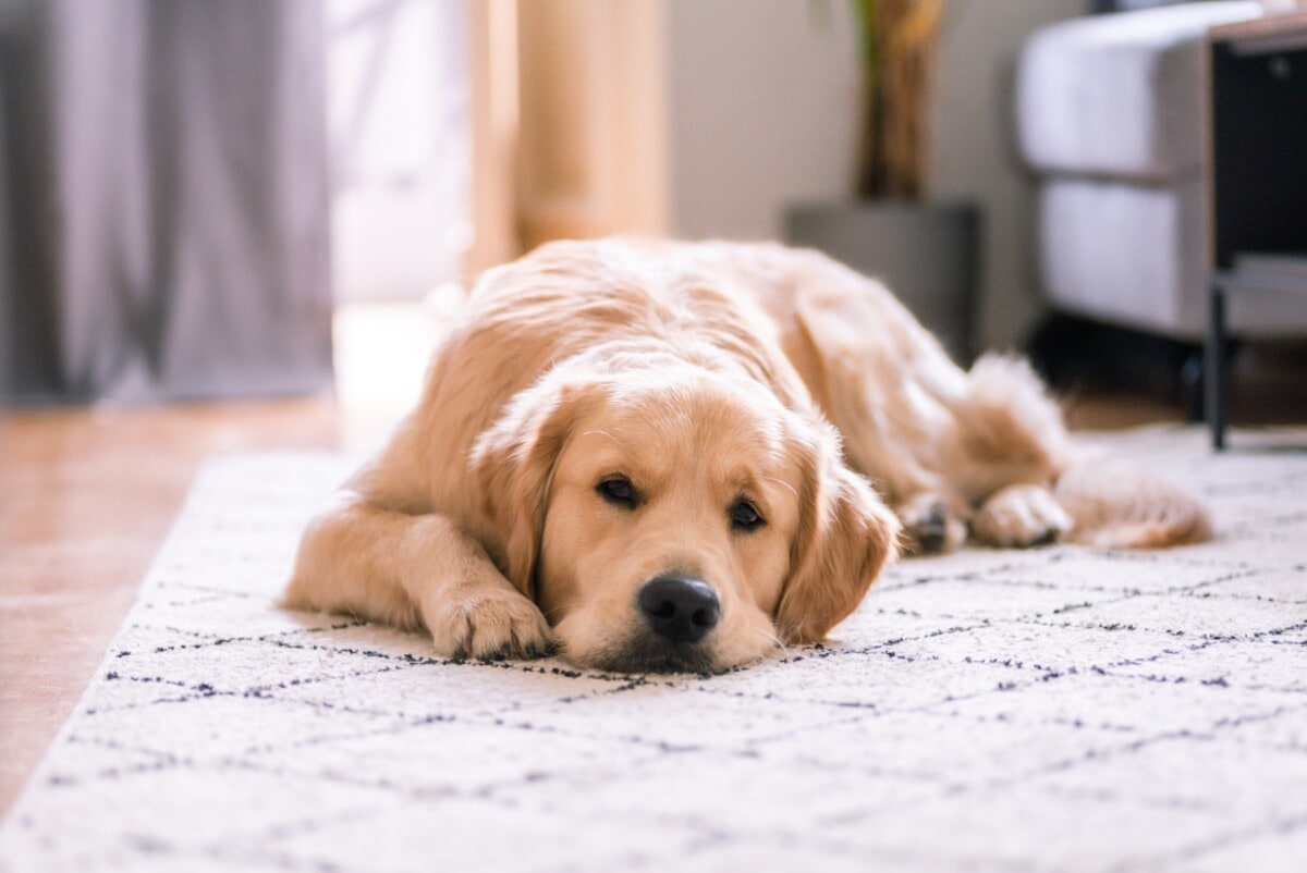 A golden retriever laying on a rug