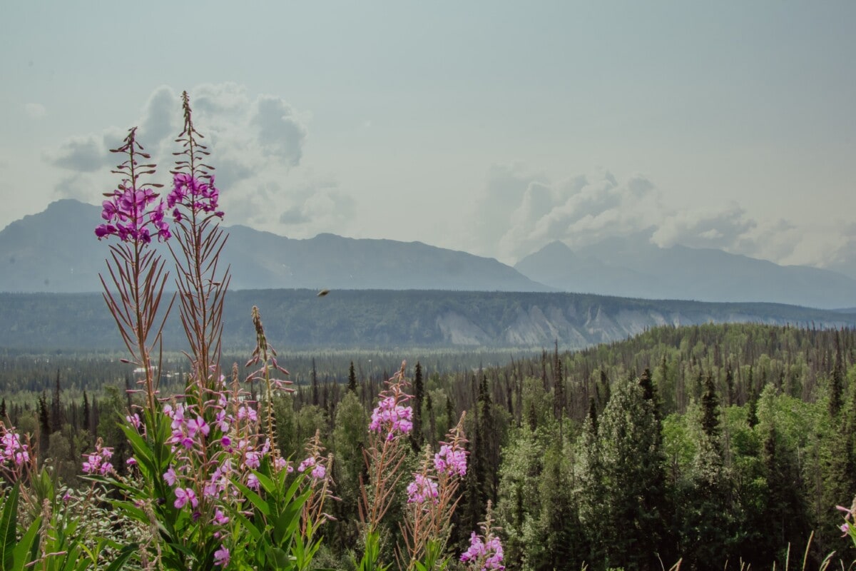 purple flowers, fields, and mountains in alaska