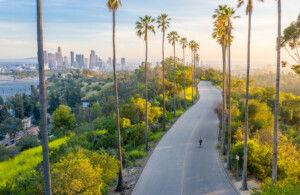 palms drive los angeles _ getty