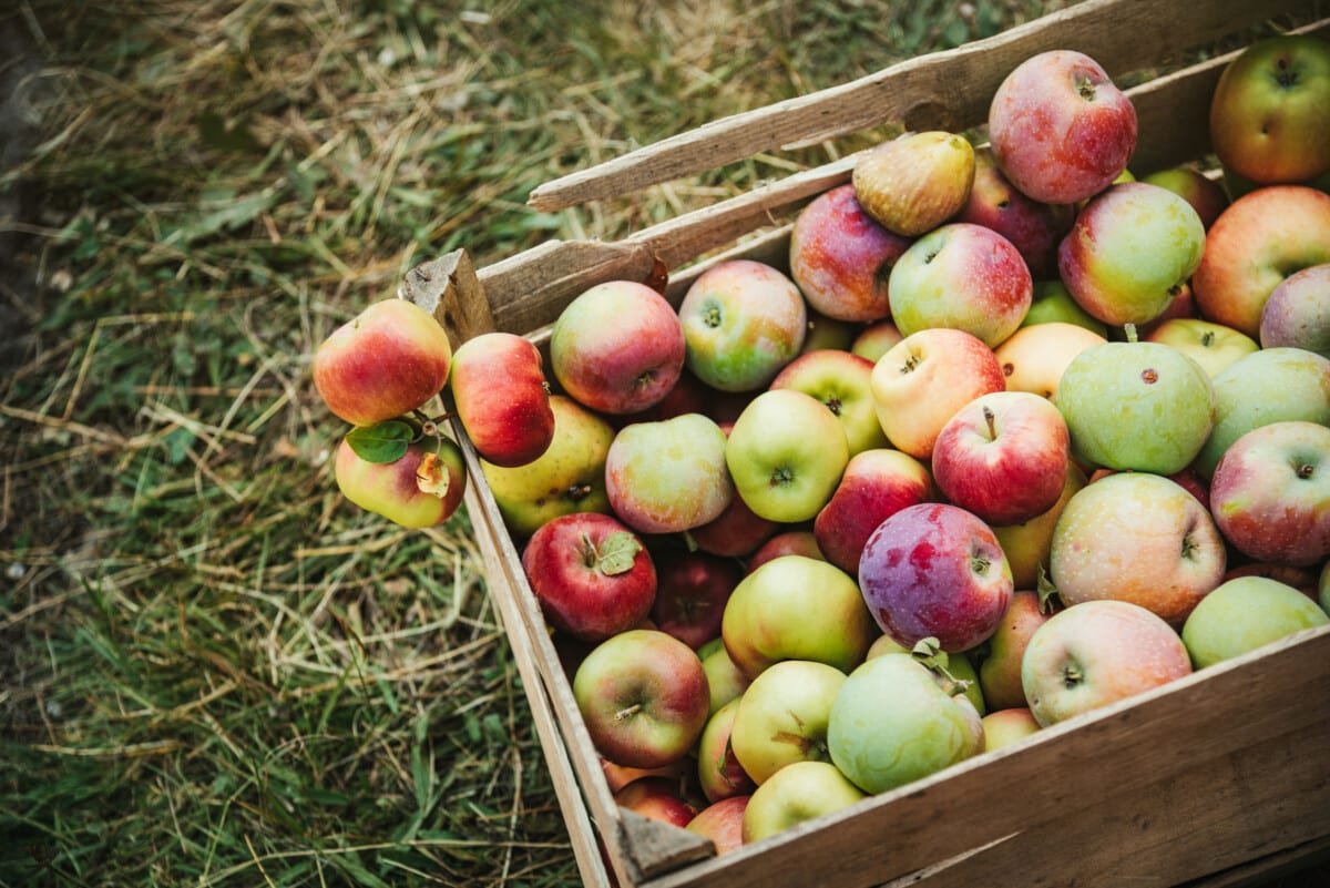 Fresh apples in a basket. Bio vegan food.