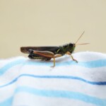 cricket on a striped towel