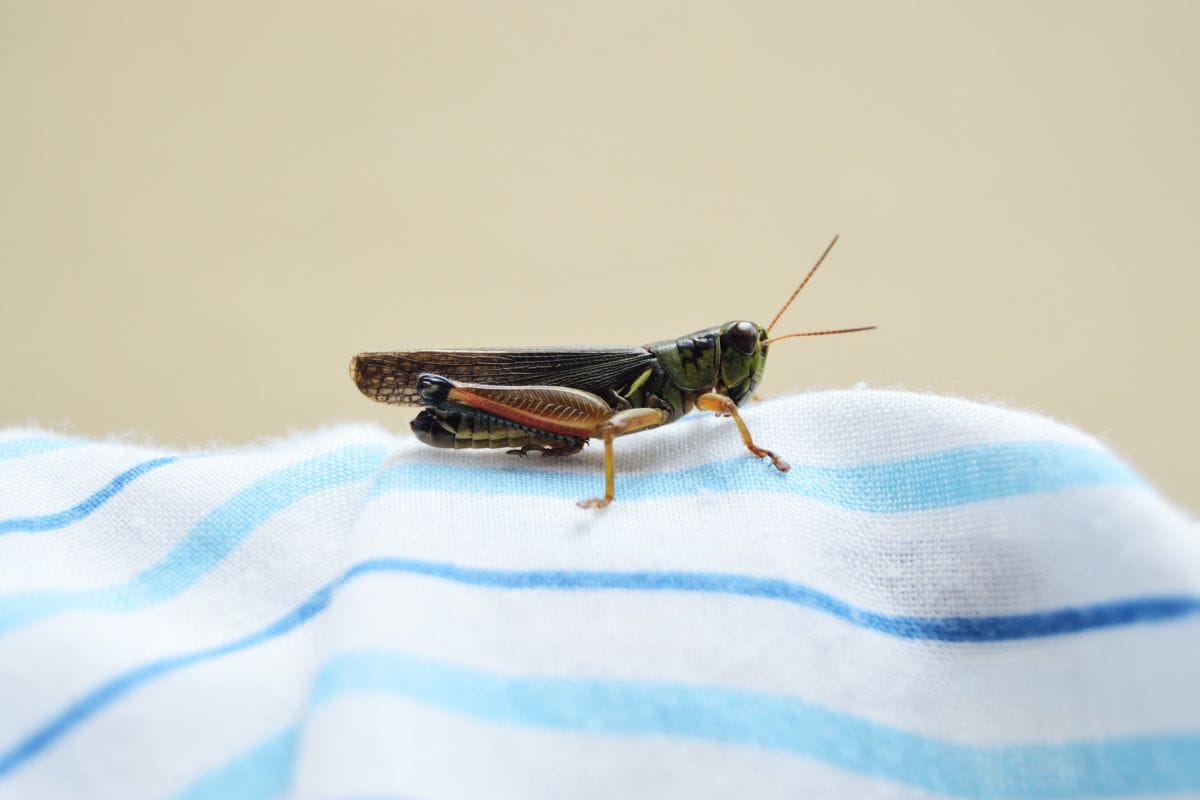 cricket on a striped towel