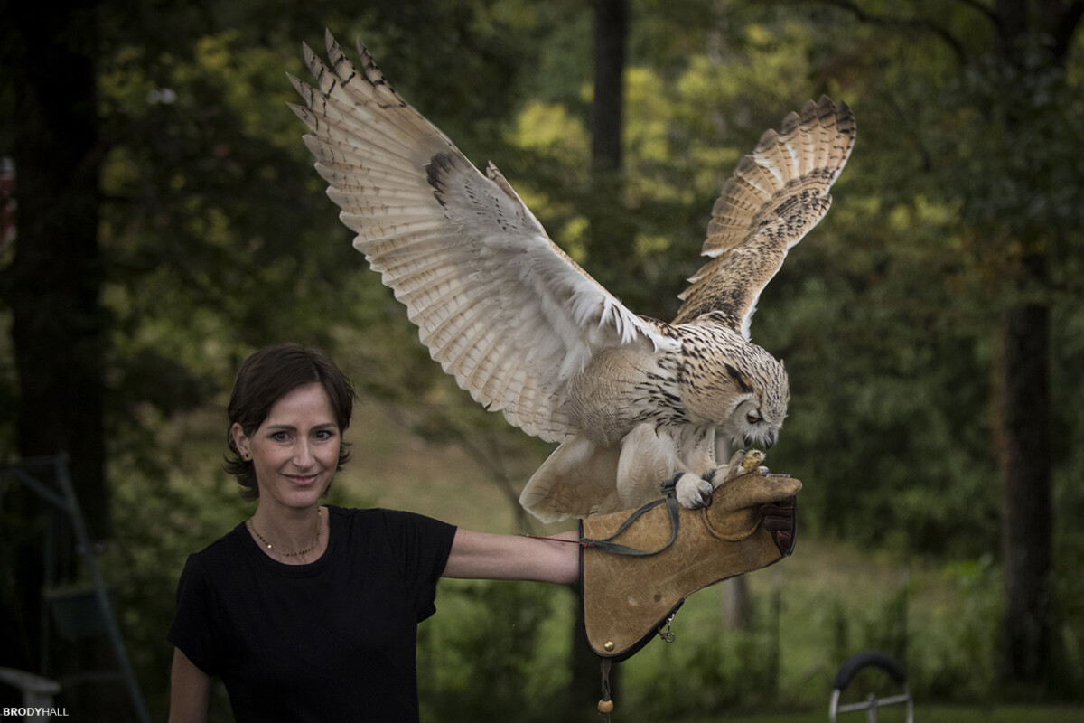 Falconry Brody Hall Photography 