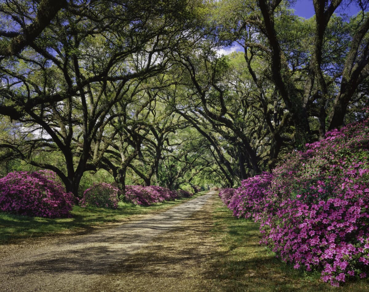 Road lined with Azaleas and Live Oak tree canopy, Louisiana