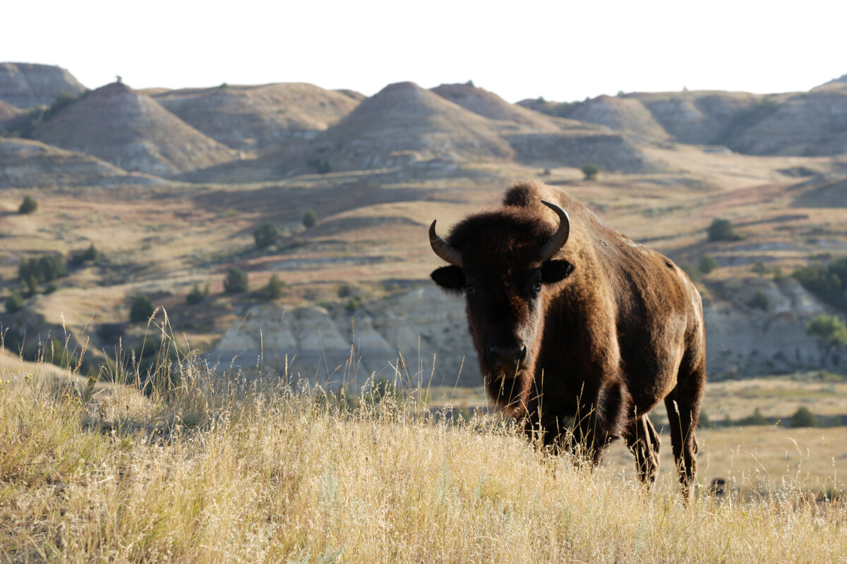 Bison in the grass and hills landscape.
