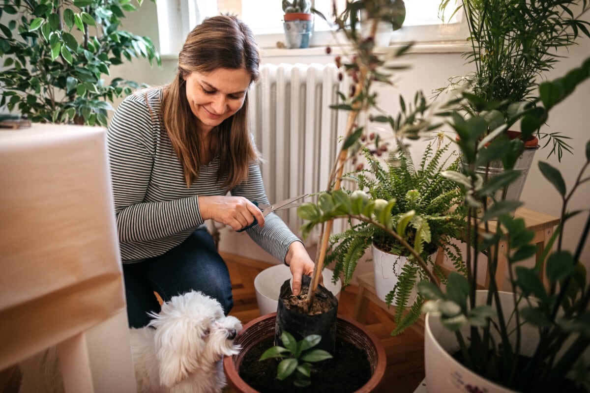 Woman planting while Maltese dog is besides her