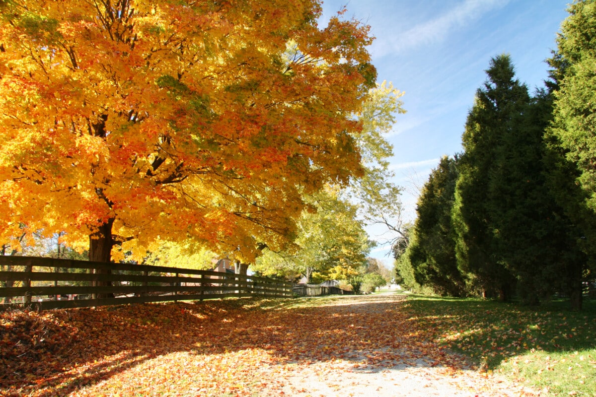 طريق الخريف.  سياج خشبي تحت الأشجار.  Carriage Hill MetroPark أو Huber Heights أو Dayton، Ohio.