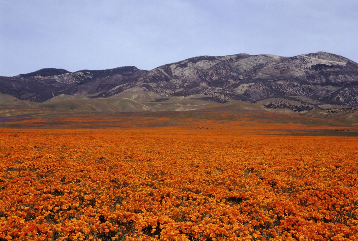 seasonal poppy field california _ getty