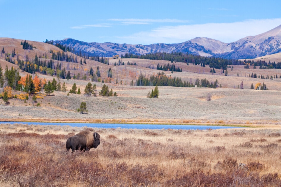 Buffalo or bison in autumn foliage in Yellowstone National Park.