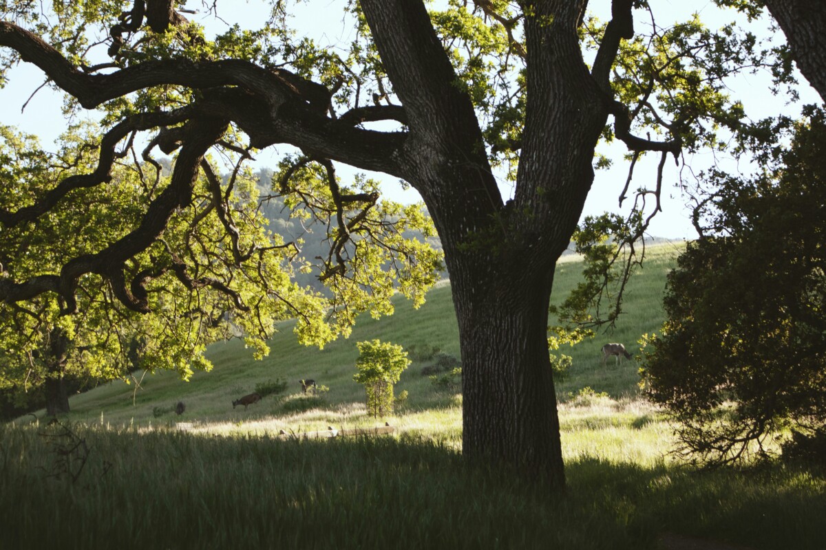 cupertino california park and trees
