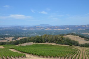 vineyards in santa rosa ca