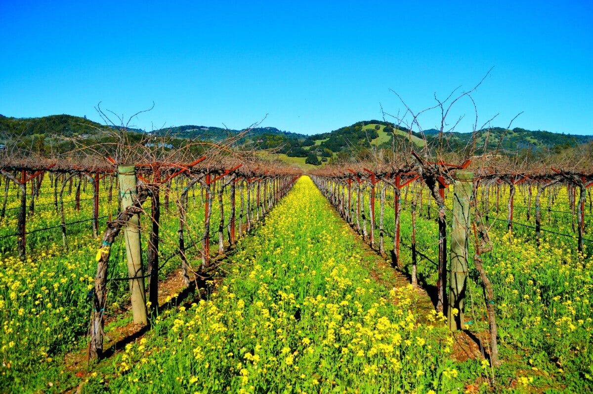 sonoma county flowers and vineyards