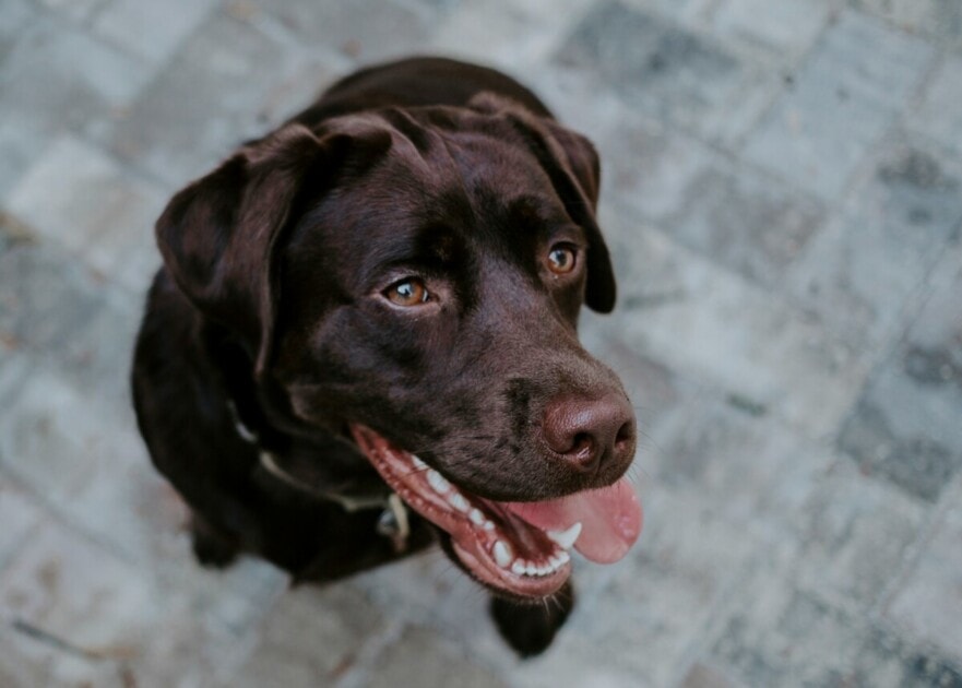 Chocolate lab in Des Moines, IA