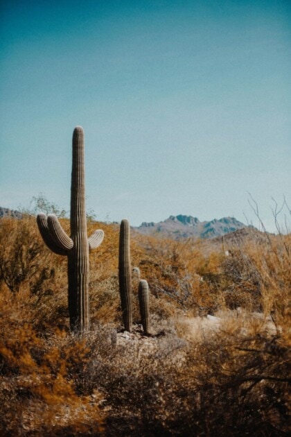 يقف الصبار في مكان مرتفع في متحف صحراء أريزونا سونورا، وهو أمر ضروري لأي قائمة دلو في توكسون