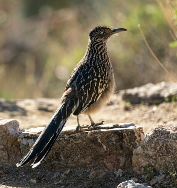 A roadrunner bird stands perched on a rock