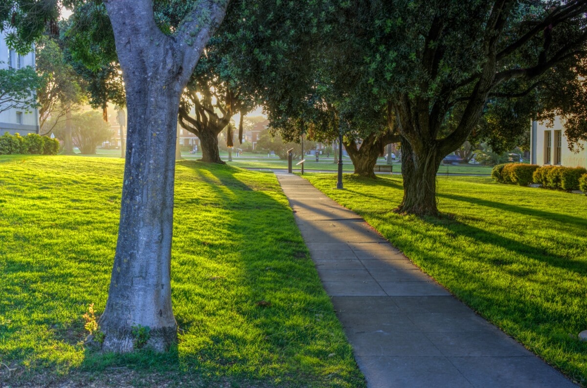 Empty Lush Presidio Park San Francisco