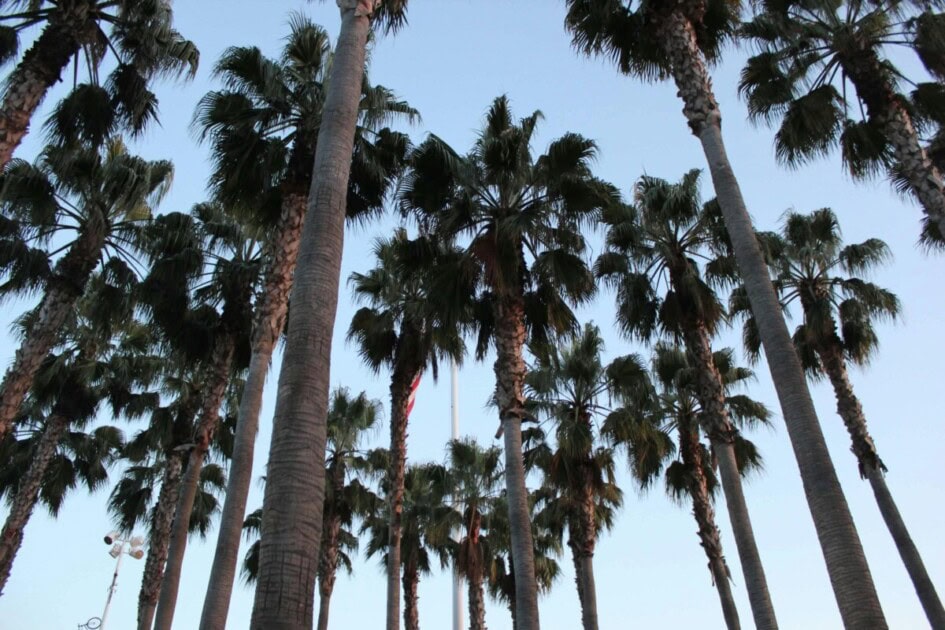 Palm trees in Oakland