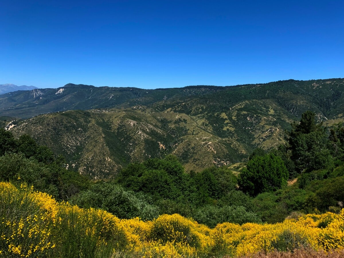 hills and wildflowers in san bernardino ca