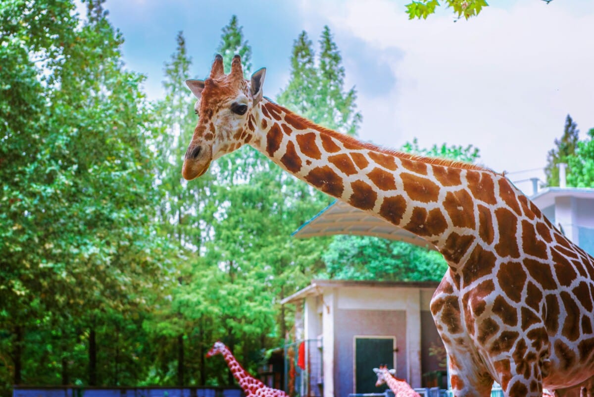 Giraffe standing in a zoo