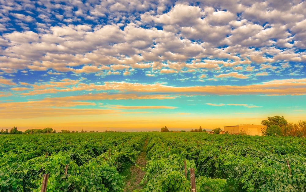 view of vineyards in lodi california