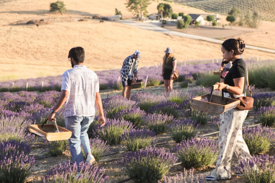 People picking lavender successful  a tract  astatine  Hambly Farms, a halt  connected  the San Luis Obispo bucket list