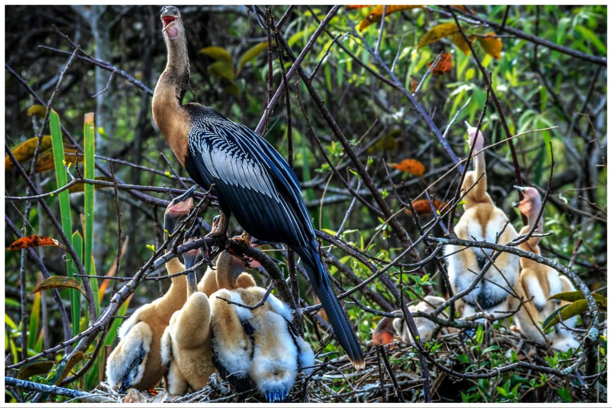 Everglades Wildlife